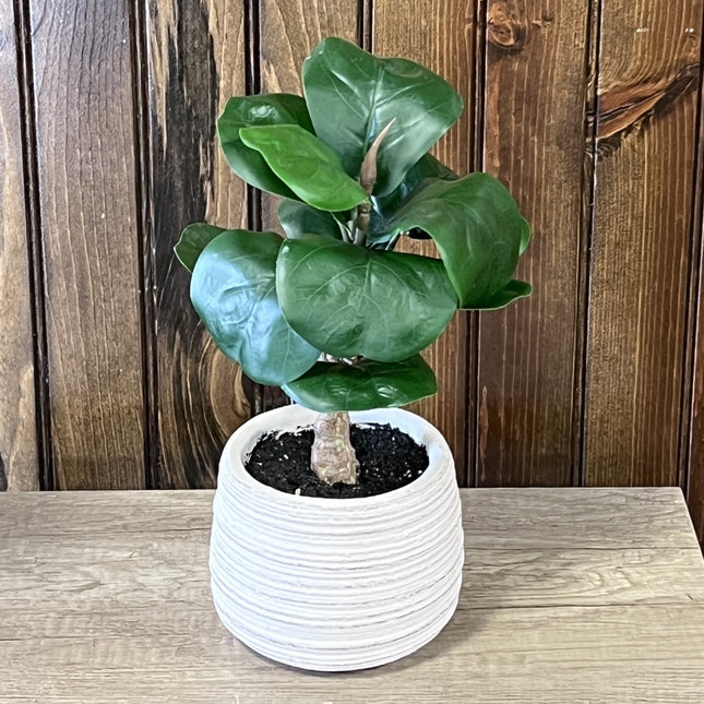 Fiddle Leaf Plant 11" image 0