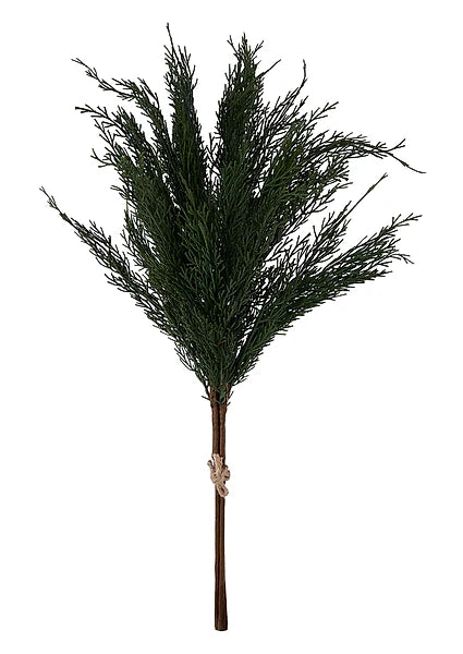 24"L Arborvitae Bundle