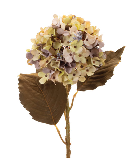 Hydrangea 21"