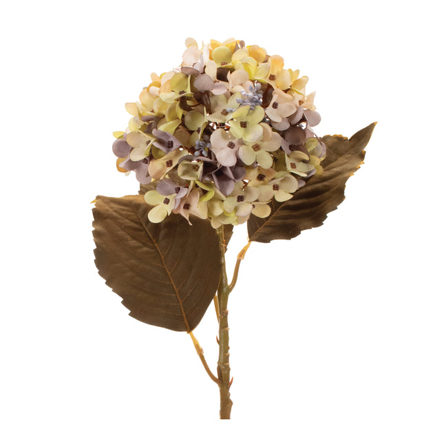 Hydrangea 21"