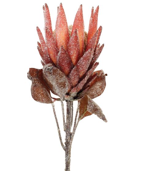 Protea Stem 29"