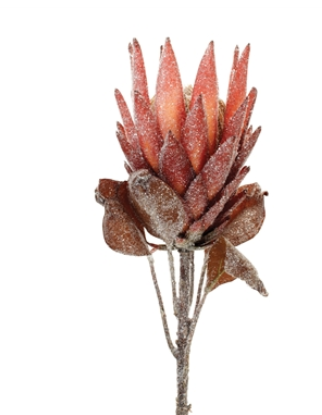 Protea Stem 29"