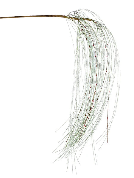 55"L Glitter Long Needle Hanging Spray