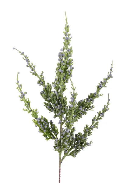 22"L Monterrey Cypress Spray