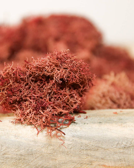 Preserved Colored Deer Moss – 4oz Bag