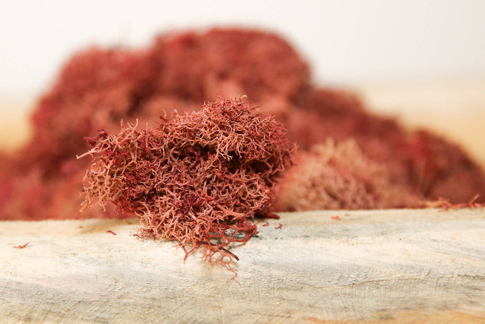 Preserved Colored Deer Moss – 4oz Bag