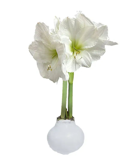 White Flower Waxed Amaryllis White Base
