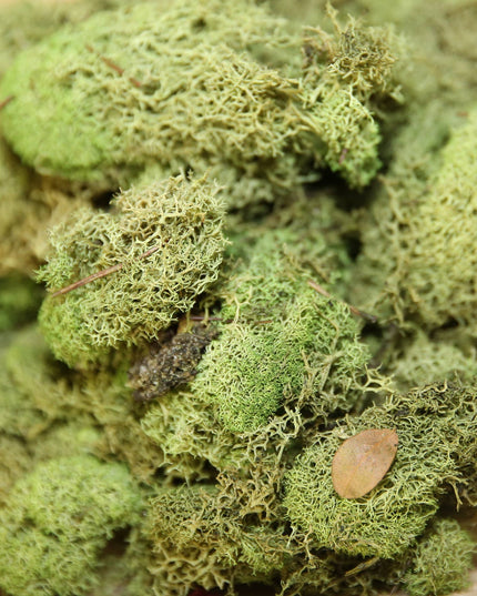 Preserved Colored Deer Moss – 4oz Bag