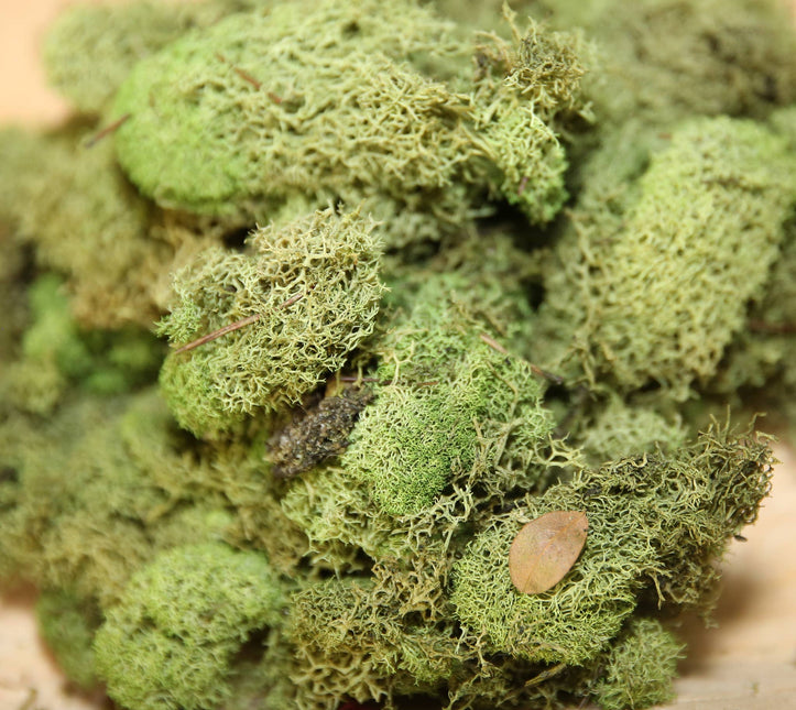 Preserved Colored Deer Moss – 4oz Bag
