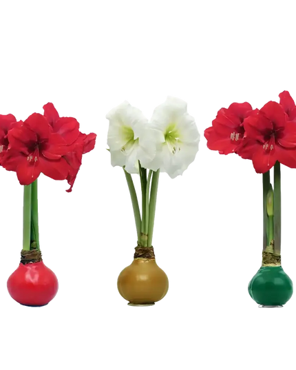 Christmas Amaryllis Bulb 30cm+
