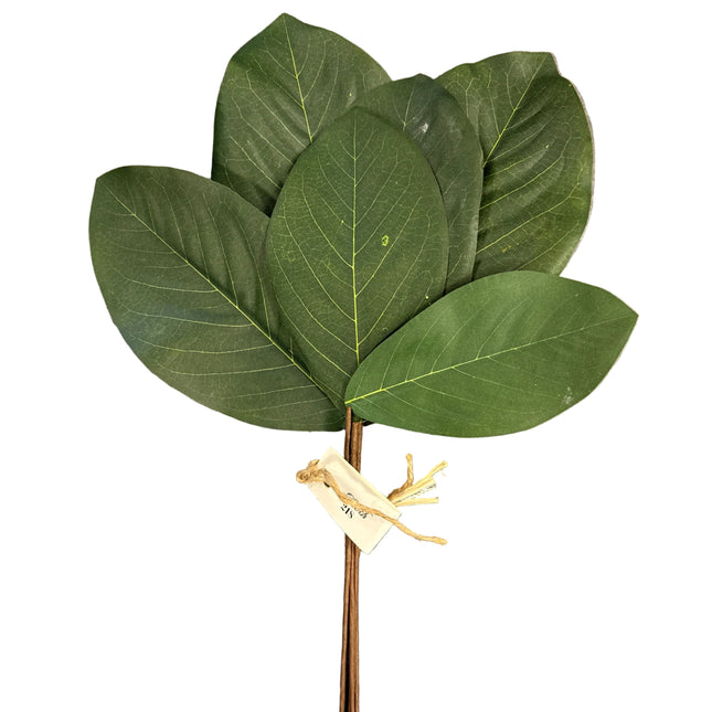 Magnolia Leaves Bundle