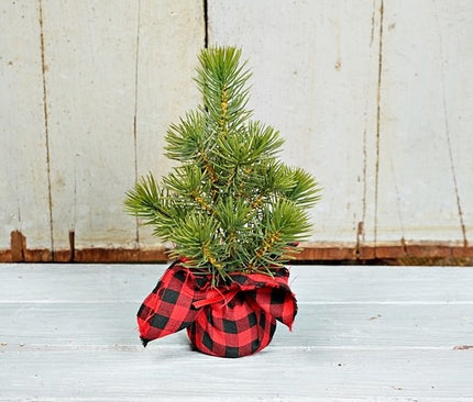 10" Mini Pine Tree w/ Gingham Wrap