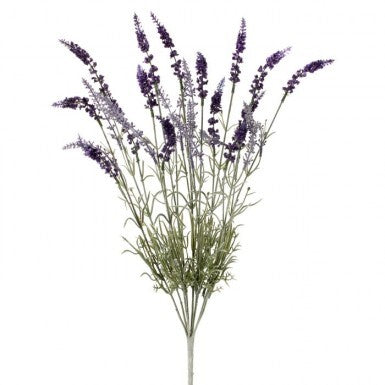English Lavender Plant