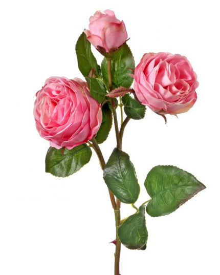 Just Cut Floribunda Rose