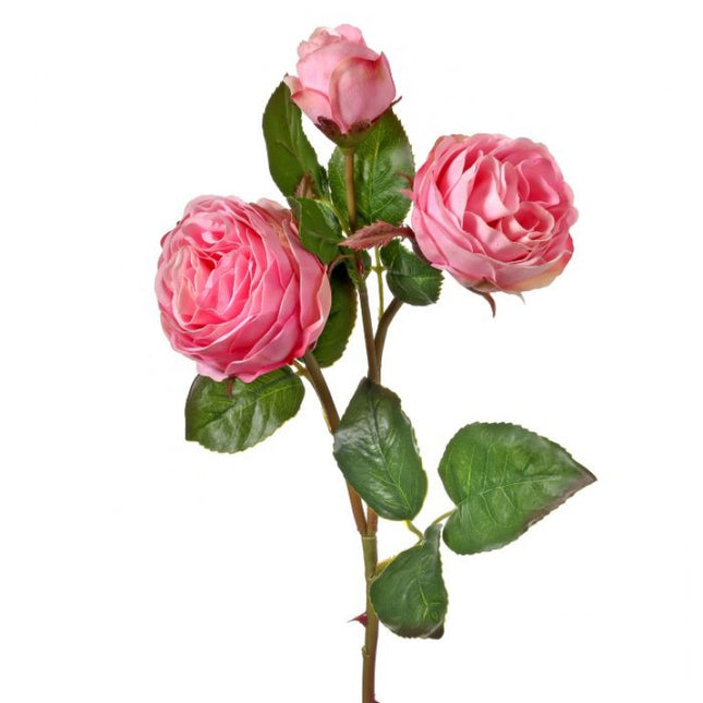 Just Cut Floribunda Rose