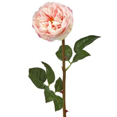 Just Cut English Rose