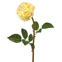 Just Cut English Rose