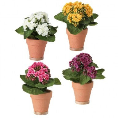 Potted Mini Kalanchoe 8"