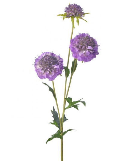 Just Cut Triple Scabiosa