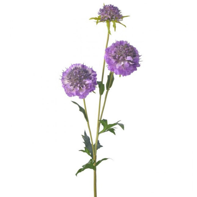 Just Cut Triple Scabiosa