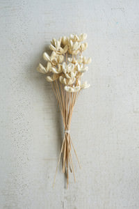 Bleached Bullet Flowers on stems