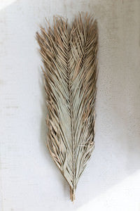 Natural Date Palm