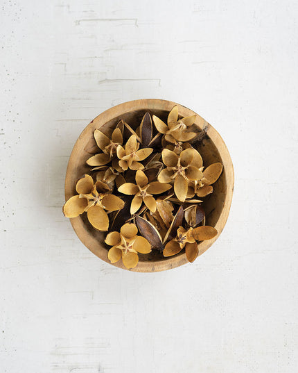 Dried Lily Flower Pods Bag of 20