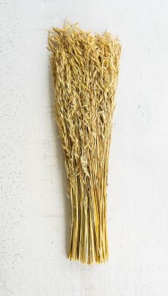 Natural Sea Oats 7 oz.