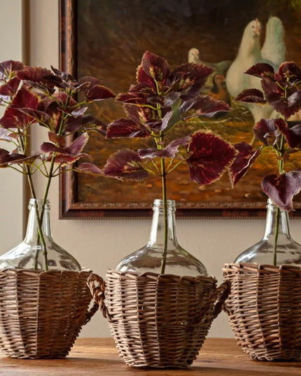 Coleus Noir