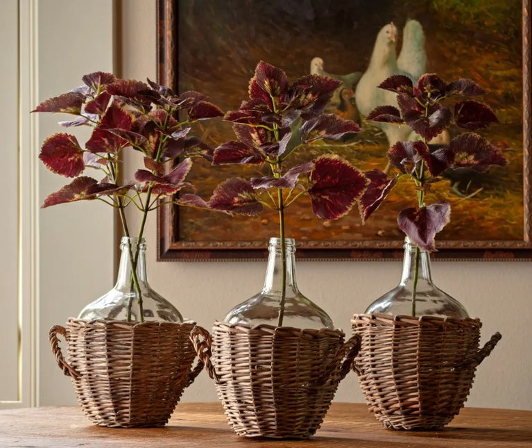 Coleus Noir