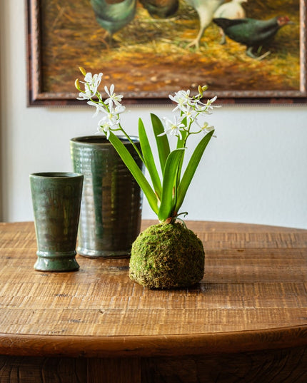 Mini Vanda Orchid in Moss Ball Small White