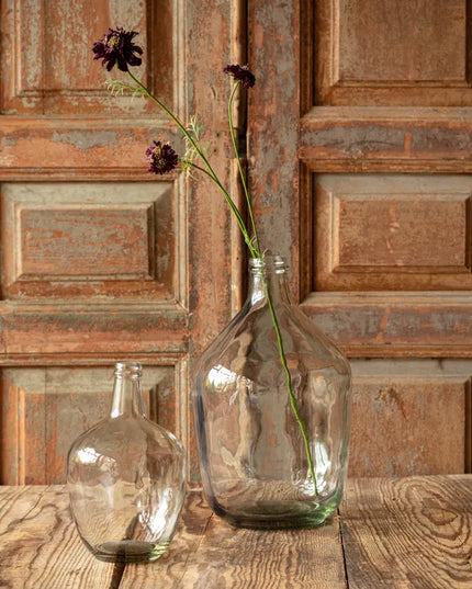 Midnight Scabiosa