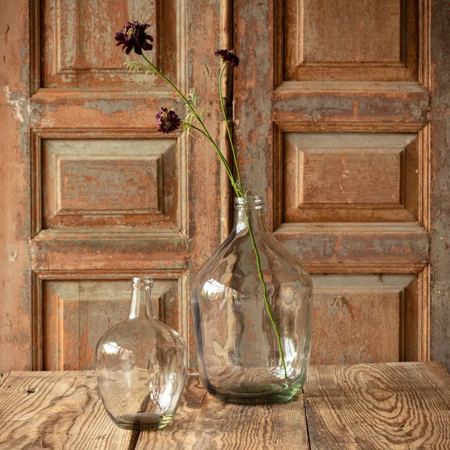 Midnight Scabiosa