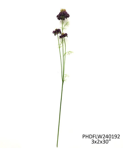 Midnight Scabiosa