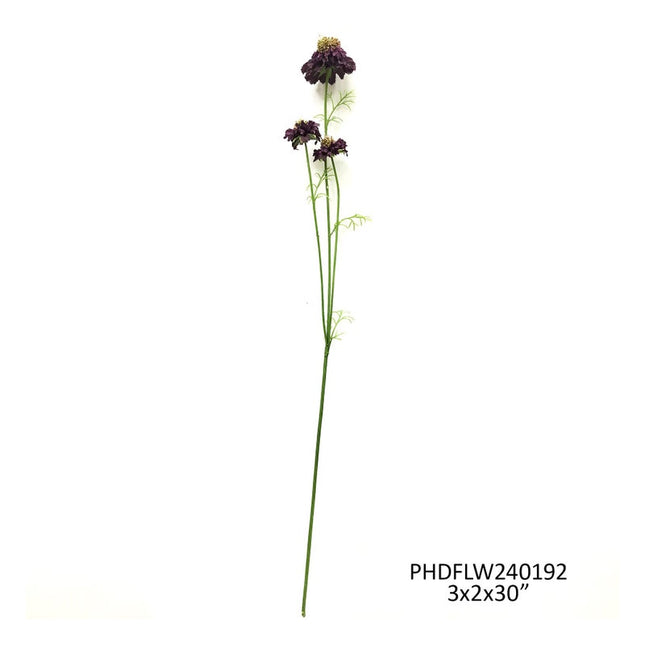 Midnight Scabiosa