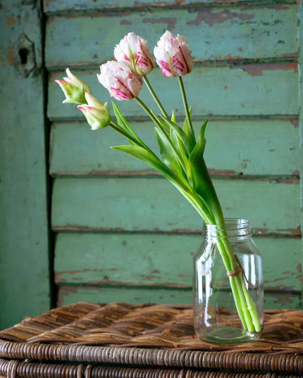White-Magenta Parrot Tulip Bunch