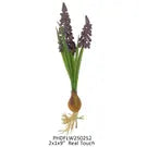 Grape Hyacinth Bulb Pick