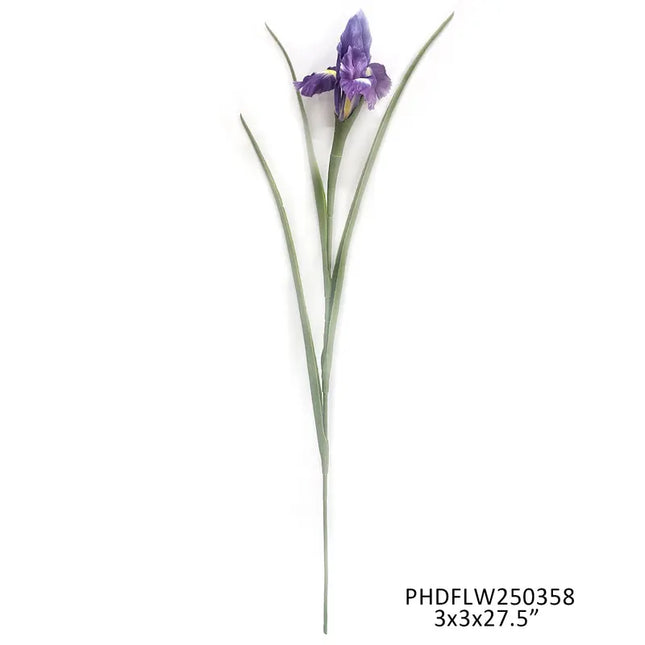 Cottage Iris Dark Violet