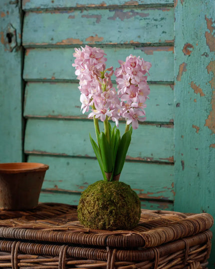 Pink Hyacinth In Moss Ball