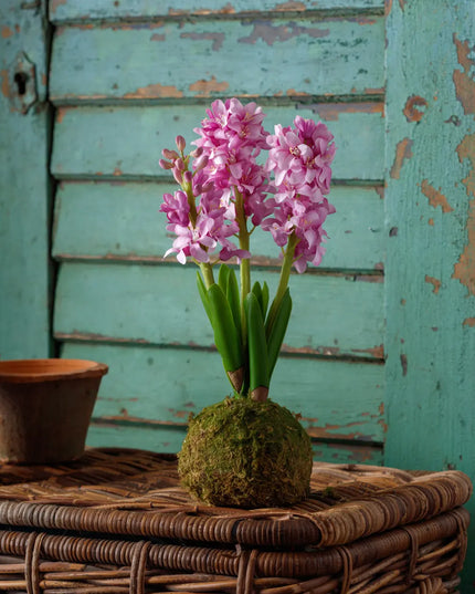 Lavender Hyacinth In Moss Ball