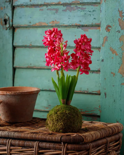 Fuchsia Hyacinth In Moss Ball