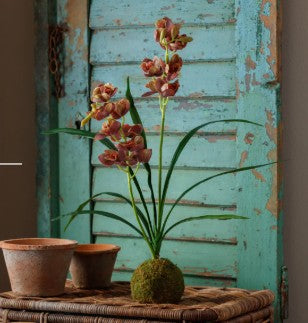 Brown-Green Cymbidium In Moss Ball