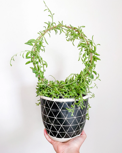 Copper Endless Circle Plant Trellis