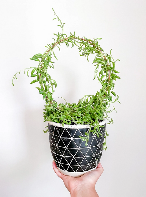 Copper Endless Circle Plant Trellis