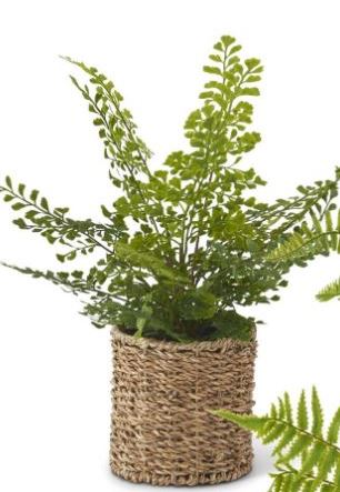 Assorted Ferns in Round Woven Basket