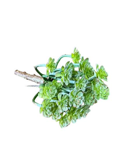 Succulent Pick image 0