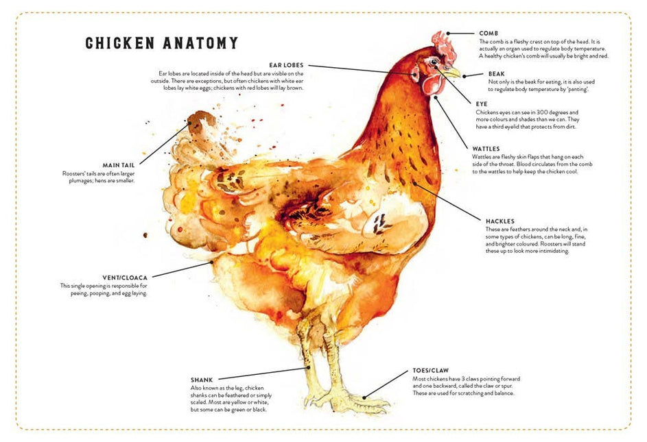 Little Book of Chickens, The : Jessica Ford