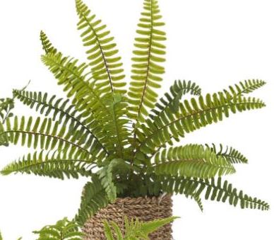 Assorted Ferns in Round Woven Basket