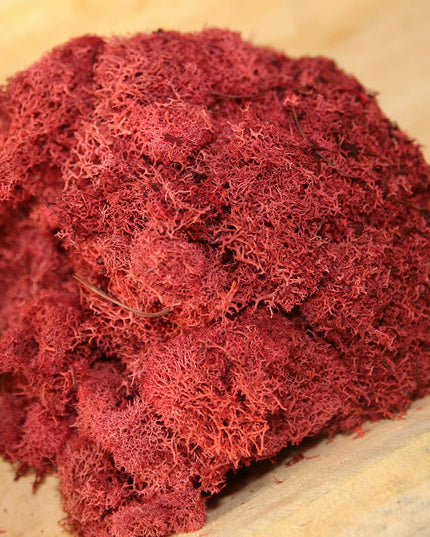 Preserved Colored Deer Moss – 4oz Bag