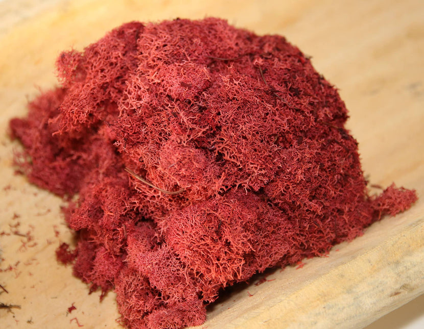 Preserved Colored Deer Moss – 4oz Bag